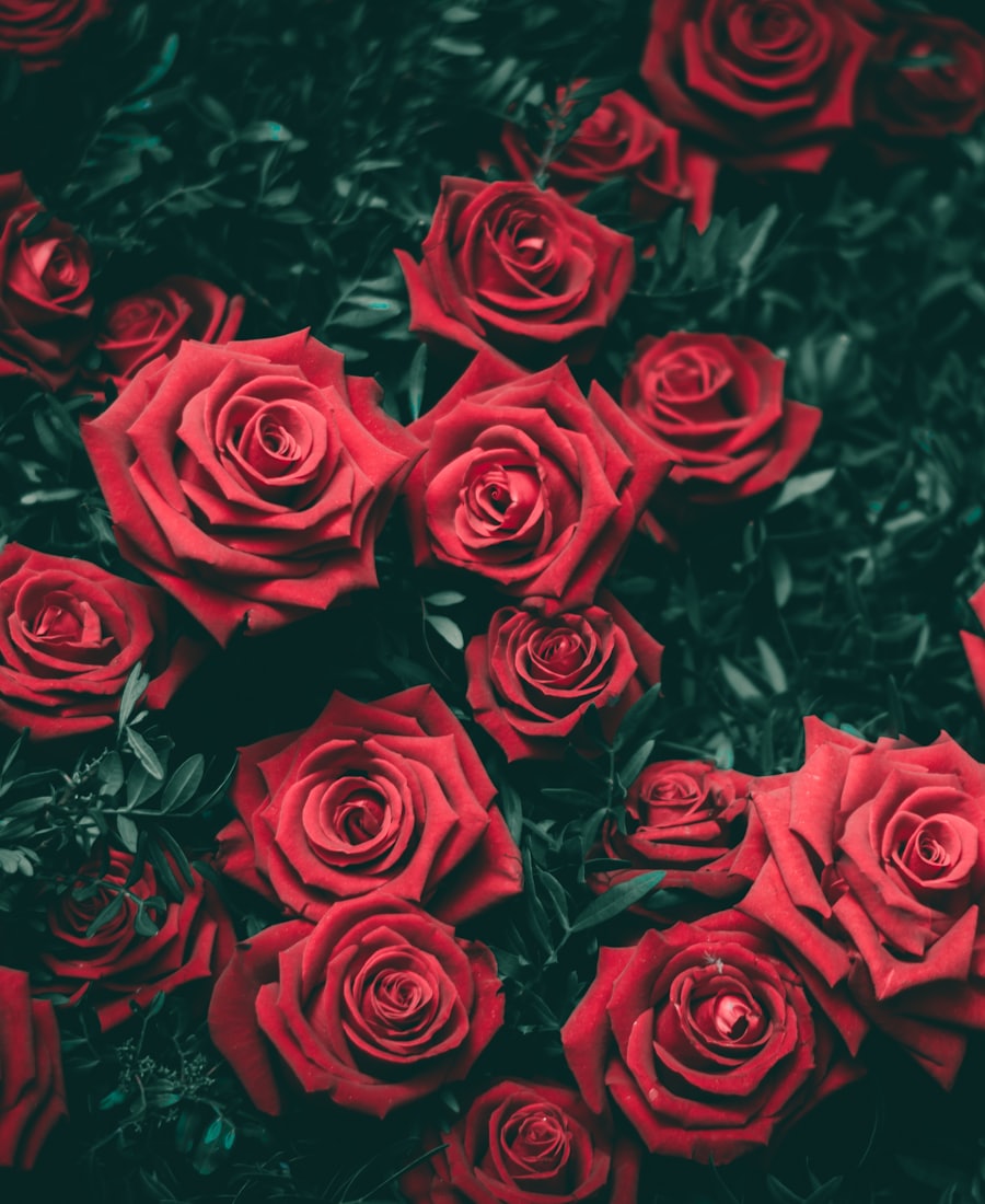 Anniversary roses