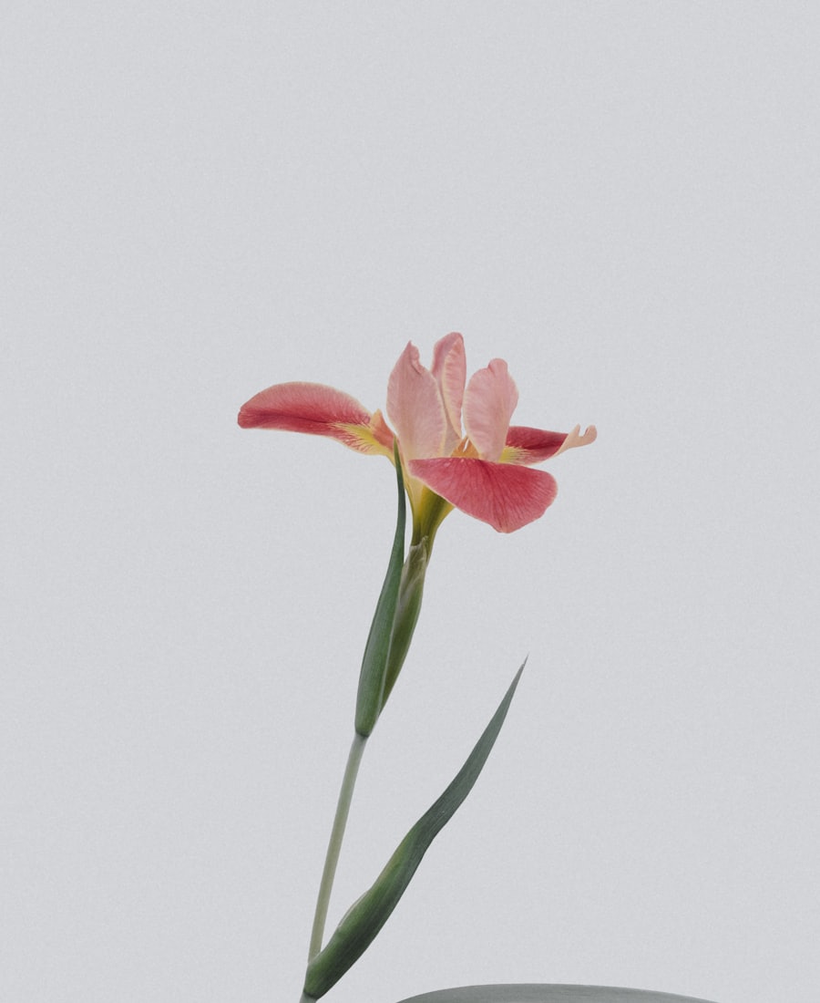Eid flower collection